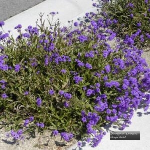 rigid verbena