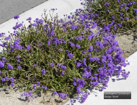 Rigid Verbena