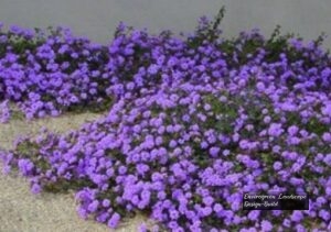 Trailing lantana thumbnail