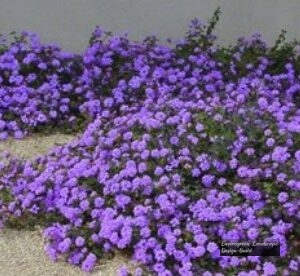 trailing-lantana