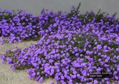 Trailing lantana