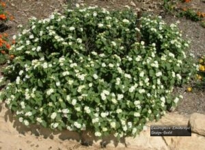 White Trailing Lantana thumbnail