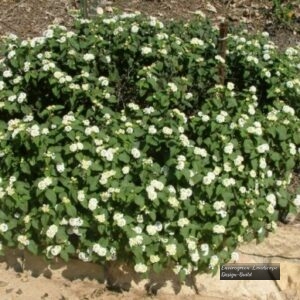 white-trailing-lantana