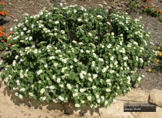 White Trailing Lantana