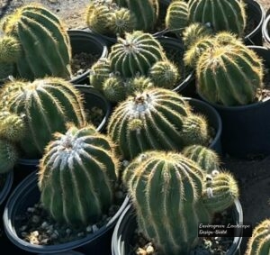 Balloon Cactus thumbnail