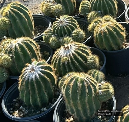 Balloon Cactus