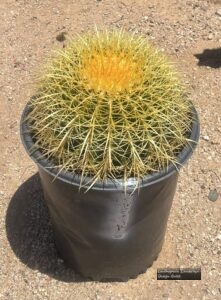 Golden Barrel thumbnail