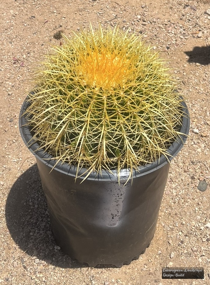 Golden Barrel
