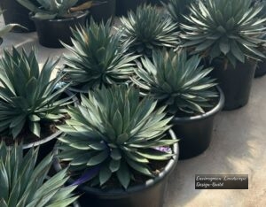 Blue Glow Aloe thumbnail