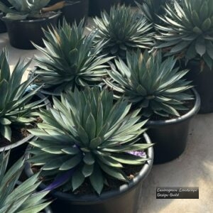 Blue Glow Aloe