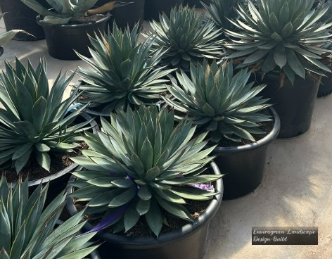 Blue Glow Aloe