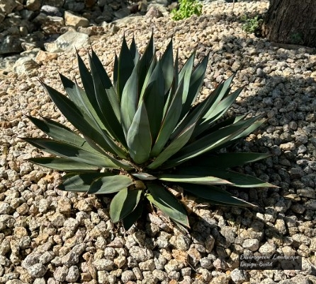 Blue Glow Aloe