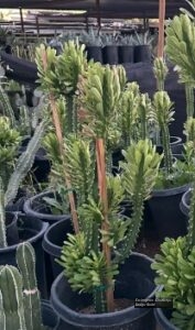 Euphorbia Royalianna thumbnail