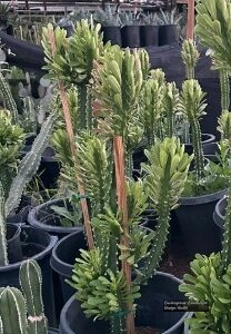Euphorbia Royalianna