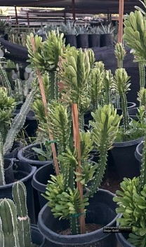 Euphorbia Royalianna