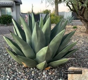 Giant Century Plant thumbnail