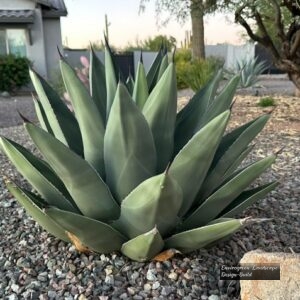 Giant Century Plant