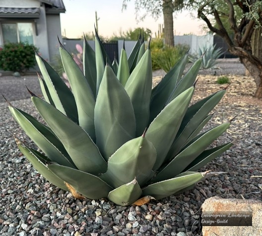 Giant Century Plant