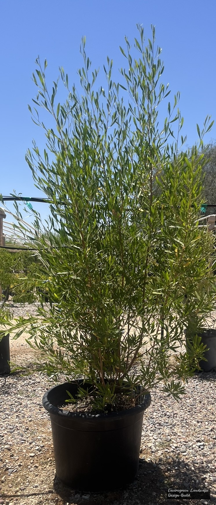 Hopseed Bush 15gallon