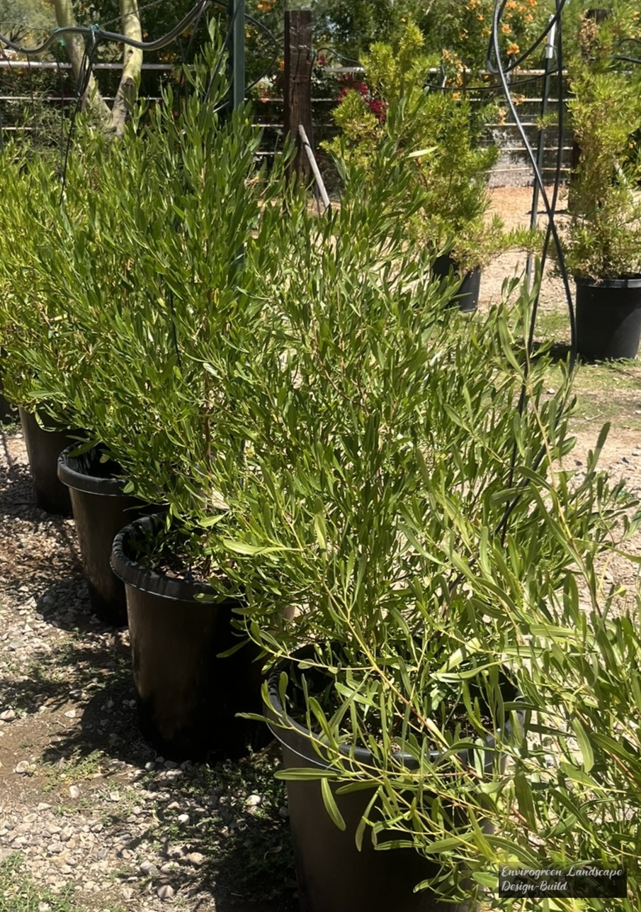 Hopseed Bush