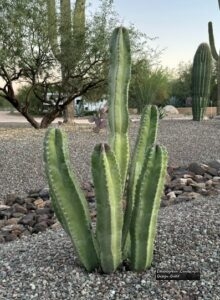Lady of the Night Cactus thumbnail