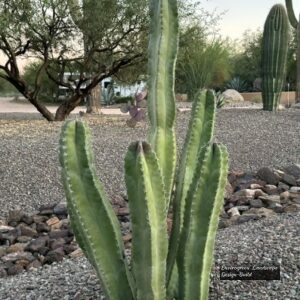 Lady of the Night Cactus