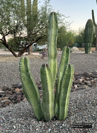 Lady of the Night Cactus