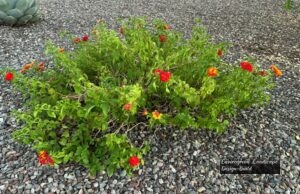 Lantana thumbnail