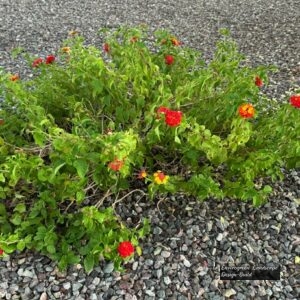 Lantana