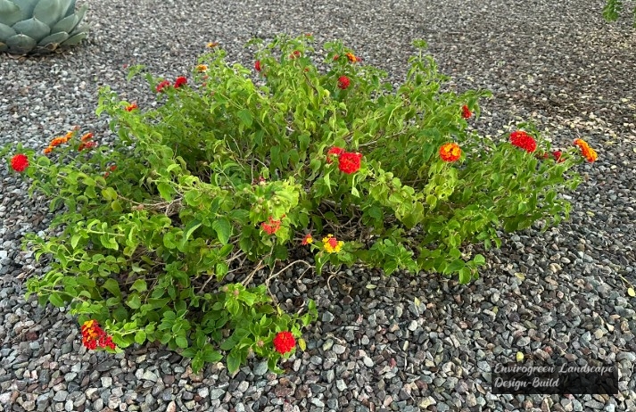 Lantana