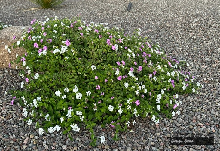 Lantana