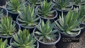 Lechuguilla Agave thumbnail
