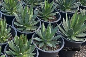 Lechuguilla Agave