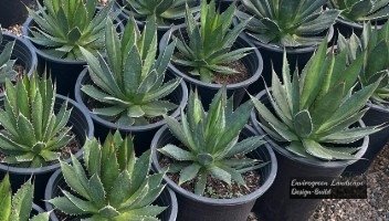 Lechuguilla Agave