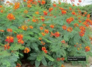 Mexican Bird of Paradise thumbnail