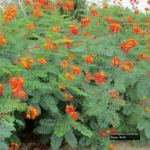 Mexican Bird of Paradise