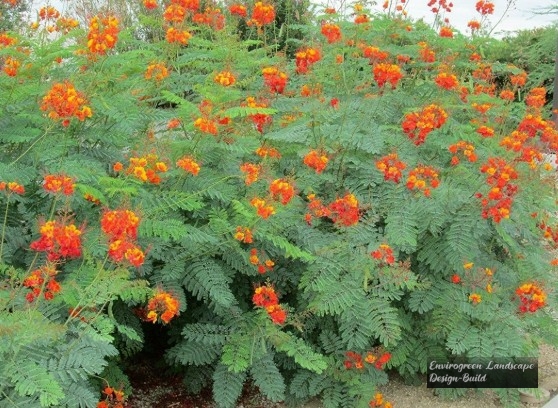 Mexican Bird of Paradise