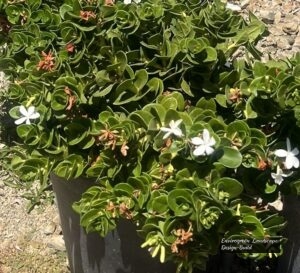 Boxwood Beauty thumbnail