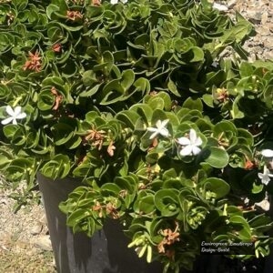 Natal Plum