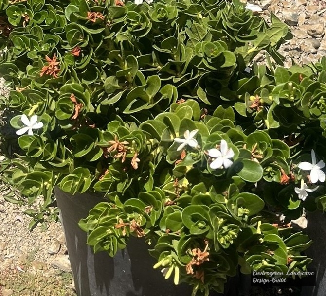 Boxwood Beauty