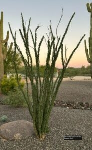 Ocotillo 2 thumbnail
