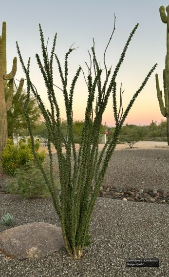 Ocotillo