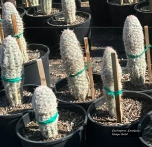Old Man Cactus thumbnail