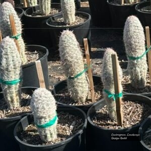 Old Man Cactus