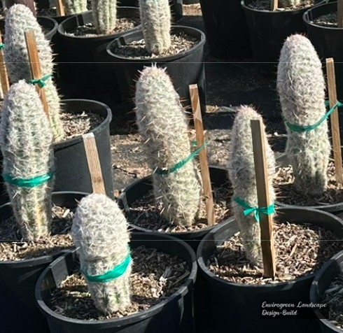 Old Man Cactus