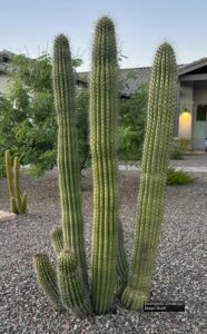 Organ Pipe Cactus thumbnail