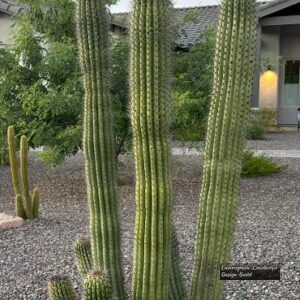 Organ Pipe Cactus