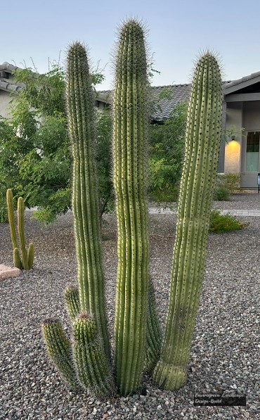 Organ Pipe Cactus