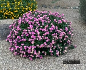 Purple Lantana 2 thumbnail