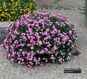 Purple Lantana 2